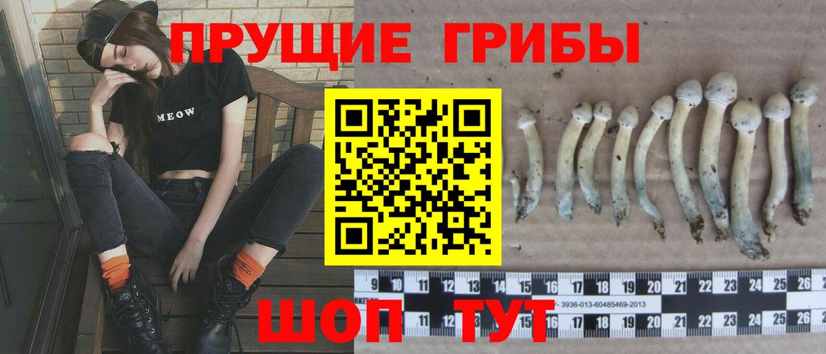 Сухой Лог  Галлюциногенные грибы Psilocybe  Вход с VPN 